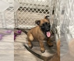 Small Photo #45 Belgian Malinois Puppy For Sale in REESEVILLE, WI, USA