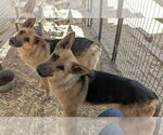Small German Shepherd Dog
