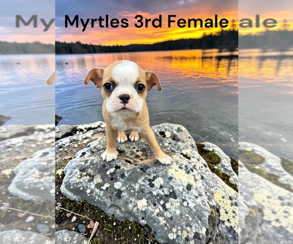 Medium Photo #1 Boston Terrier Puppy For Sale in EWING, KY, USA