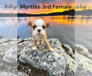 Boston Terrier Puppy for sale in EWING, KY, USA
