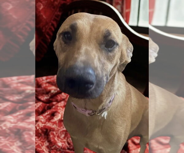 Medium Photo #5 Black Mouth Cur-Labrador Retriever Mix Puppy For Sale in San Diego, CA, USA