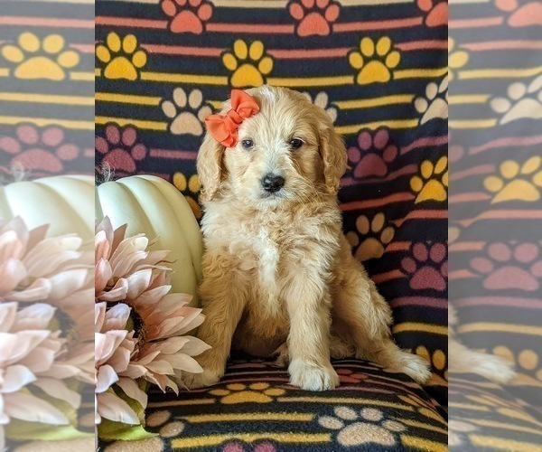 Medium Photo #1 Goldendoodle Puppy For Sale in PEACH BOTTOM, PA, USA
