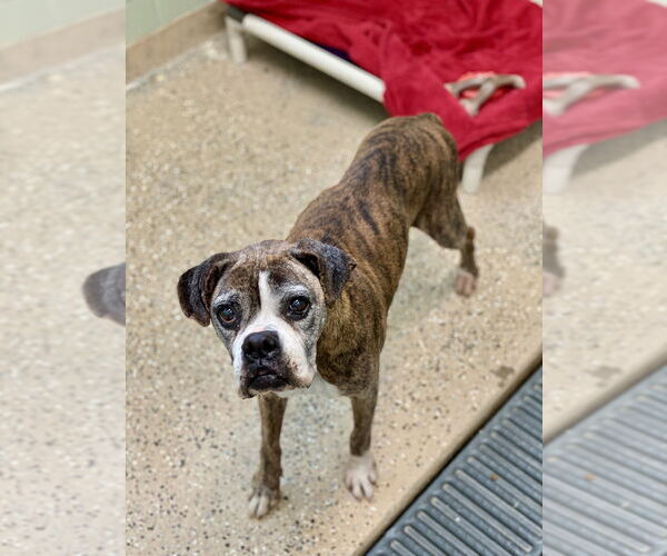 Medium Photo #2 Boxer Puppy For Sale in Austin, TX, USA