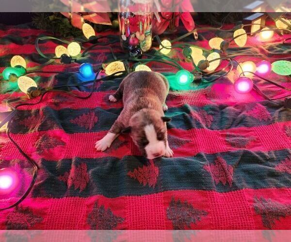 Medium Photo #6 Staffordshire Bull Terrier Puppy For Sale in GENEVA, NY, USA