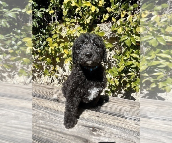 Full screen Photo #1 Airedoodle Puppy For Sale in EL CAJON, CA, USA