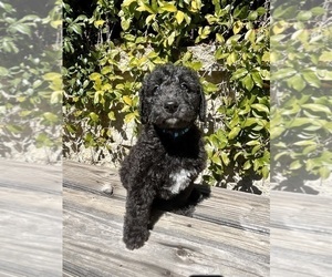 Medium Airedoodle