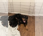 Small Photo #12 Rottweiler Puppy For Sale in PONTE VEDRA, FL, USA