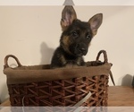 Small Photo #10 German Shepherd Dog Puppy For Sale in BEDFORD, IN, USA