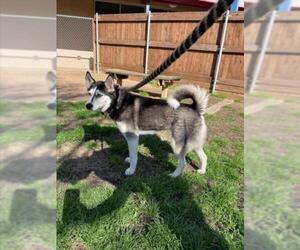 Siberian Husky-Unknown Mix Dogs for adoption in Plano, TX, USA