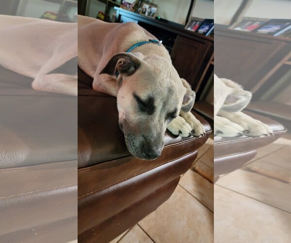Medium Photo #5 Black Mouth Cur-Unknown Mix Puppy For Sale in Spring, TX, USA