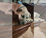 Small #4 Black Mouth Cur Mix