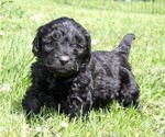 Small Photo #12 Saint Berdoodle Puppy For Sale in CLAYTON, WA, USA