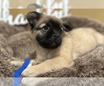 Small Photo #10 French Bulldog Puppy For Sale in DISCOVERY BAY, CA, USA