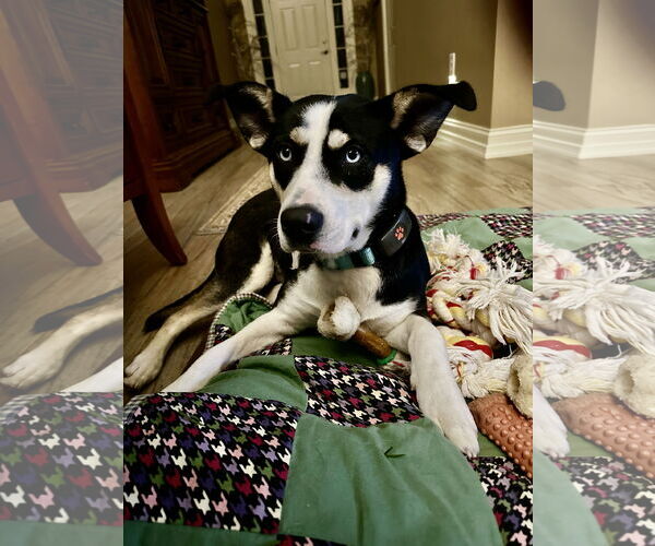 Medium Photo #3 Siberian Husky-Unknown Mix Puppy For Sale in Harrisburg, PA, USA