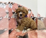Small Photo #3 Poodle (Toy) Puppy For Sale in SYLMAR, CA, USA