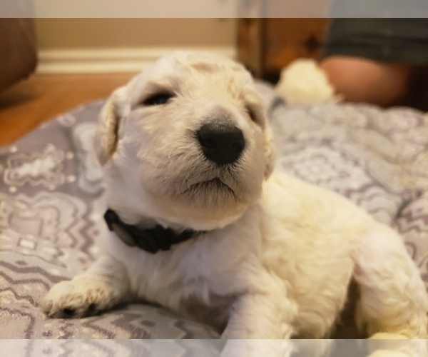 Medium Photo #4 Goldendoodle Puppy For Sale in SACRAMENTO, CA, USA