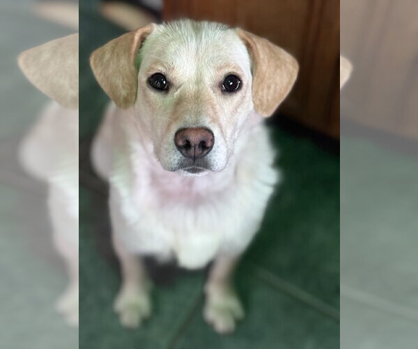 Medium Photo #1 Labrador Retriever-Unknown Mix Puppy For Sale in Anchorage, AK, USA