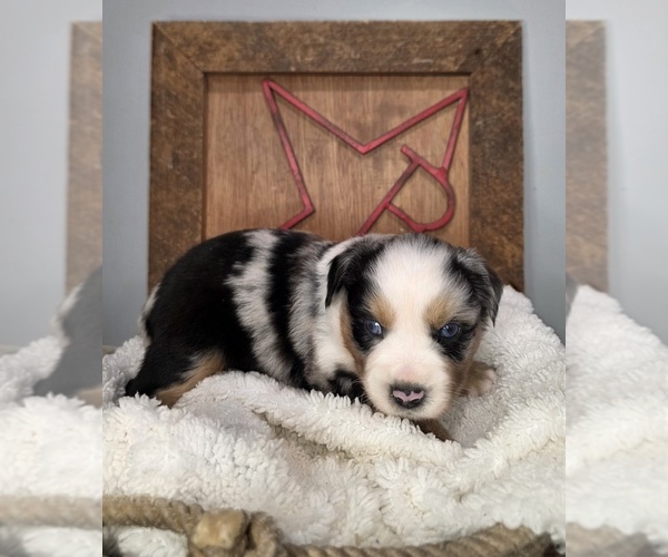 Medium Photo #1 Miniature Australian Shepherd Puppy For Sale in RUSSELLVILLE, AL, USA