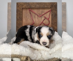 Medium Miniature Australian Shepherd