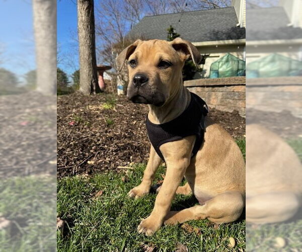 Medium Photo #7 Boxer-Unknown Mix Puppy For Sale in Tarrytown, GA, USA