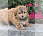 Small #2 Havanese