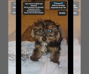 Yorkshire Terrier Puppy for sale in TUCSON, AZ, USA