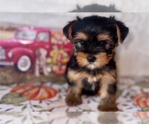 Medium Photo #1 Yorkshire Terrier Puppy For Sale in LAKELAND, FL, USA