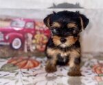 Small Yorkshire Terrier