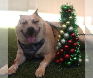 Mutt Dogs for adoption in San Antonio, TX, USA