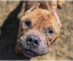 Staffordshire Bull Terrier Dogs for adoption in Glen Allen, VA, USA