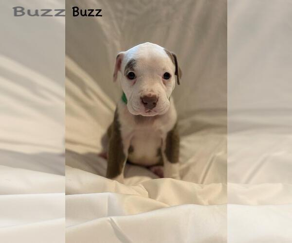 Medium Photo #1 American Pit Bull Terrier-Unknown Mix Puppy For Sale in Spring Lake, NJ, USA