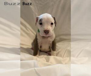 Medium American Pit Bull Terrier Mix
