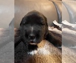 Small Photo #6 Caucasian Shepherd Dog Puppy For Sale in TWINING, MI, USA