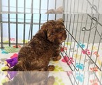 Small #7 ShihPoo