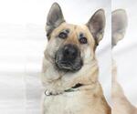 Small German Shepherd Dog Mix
