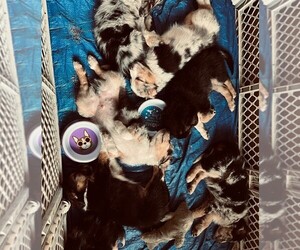 Australian Shepherd Puppy for sale in HILLSDALE, MI, USA