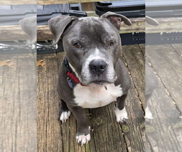 Medium Photo #13 Mutt Puppy For Sale in Spotsylvania, VA, USA