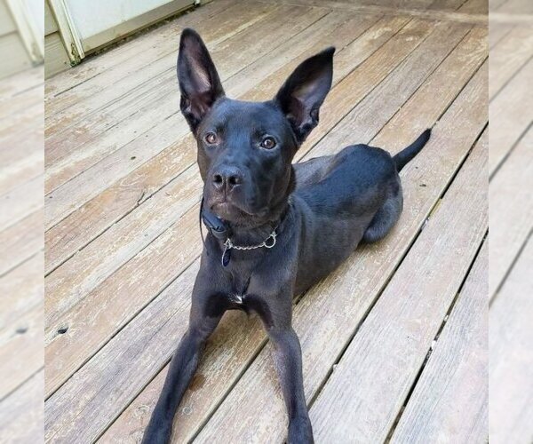 Medium Photo #2 Mutt Puppy For Sale in Rockaway, NJ, USA
