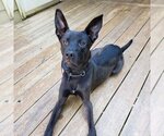 Small #1 Mutt