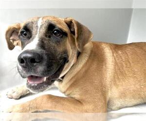 German Shepherd Dog-Unknown Mix Dogs for adoption in Houston, TX, USA