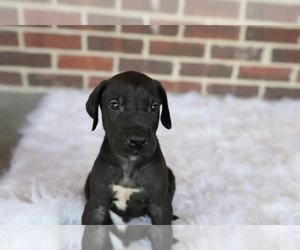 Great Dane Puppy for sale in GOSHEN, IN, USA