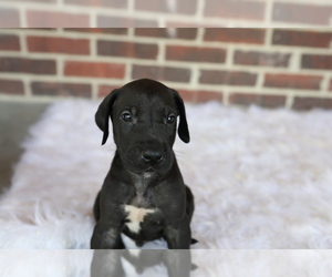 Great Dane Puppy for sale in GOSHEN, IN, USA