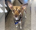 Small #3 Chihuahua