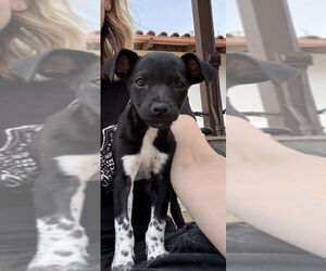 Rat Terrier-Unknown Mix Dogs for adoption in San Diego, CA, USA