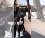 Small Rat Terrier Mix