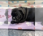 Small Photo #3 French Bulldog Puppy For Sale in MADISON, OH, USA