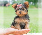 Small Photo #88 Yorkshire Terrier Puppy For Sale in WARSAW, IN, USA