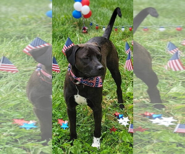 Medium Photo #2 Labrador Retriever-Unknown Mix Puppy For Sale in Germantown, OH, USA