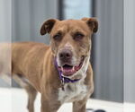 Small #1 American Pit Bull Terrier-Labrador Retriever Mix
