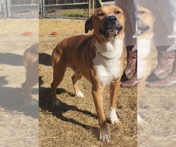 Medium Photo #3 Black Mouth Cur-Labrador Retriever Mix Puppy For Sale in Wetumpka, AL, USA